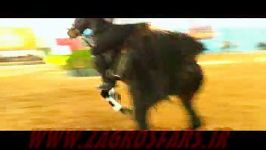 اسبهای سیلمی زردآلو رخش مسابقات زیبائی دره شوری 94