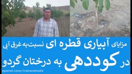 ایران گردو  مزایای آبیاری قطره ای  نسبت به  آبیاری غرق آبی  درختان  گردو