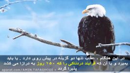 ناله کردم اما تو نیامدی    I moaned but you did not e