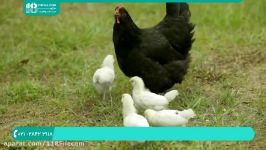 آموزش پرورش مرغ محلی  پرورش مرغ  پرورش مرغ تخمگذار غلات مناسب جوجه ها