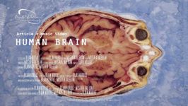 Human Brain  Bijan Norouz Worldwide Music