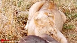 حیات وحش، حمله شیر یوزپلنگ برای شکار گوزن یالدار