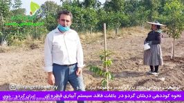 ایران گردو  آموزش نحوه کوددهی درختان گردو در باغات فاقد سیستم آبیاری قطره ای