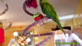 ماکائوی شکم قرمز Red Bellied Macaw