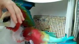 تغذیه جوجه ماکائوی قرمز یا بال سبز  Green Winged Macaw