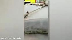 کشتن مار آناکوندای غول پیکر 10 متری در برزیل