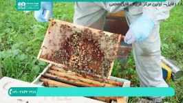 آموزش جامع زنبورداری  زنبورداری مدرن  پرورش زنبور عسل پرورش ملکه