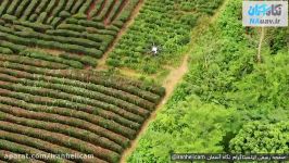 ویدئوی زیبا سمپاشی مزرعه درختان پهپاد سمپاش Agras T16
