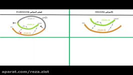 هر آنچه باید در مورد ساختار‌ انسولین بلد باشید