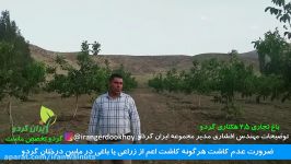 ایران گردو  عدم کاشت هرنوع کشت مابین درختان گردو  گردوی پیوندی گردو