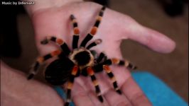 تارانتولای زانوقرمزمکزیکی brachypelma smithi