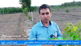 ایران گردو  باغ گردو  نهال چندلر  نهال گردو  گردوی پیوندی  چندلر  خوی