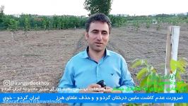 ایران گردو  باغ گردوی دوساله رقم تجاری چندلر  چندلر  گردو  درخت گردو  خوی