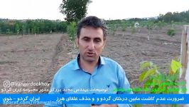 ایران گردو  باغ گردو  نهال گردو  گردوی پیوندی  گردوی دیرگل  دیرگل  گردو