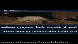 كليپ حيرت آور حيات وحش