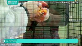 آموزش تربیت طوطی  طوطی سخنگو  کاسکو  عروس هلندی درمان طوطی بیمار 