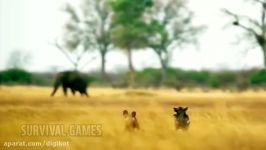 حیات وحش، گراز وحشی در مقابل شیر سگ های وحشی