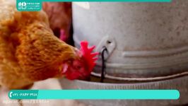 آموزش پرورش مرغ بومی  پرورش مرغ گوشتی محلی 3 راه برای درمان مرغ 