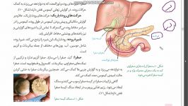 گوارش در روده باریک 2