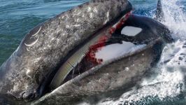 حمله نهنگ های قاتل کشتن نهنگ خاکستری کشتن