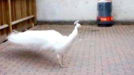 فروش تخم نطفه دار طاووس  دستگاه جوجه کشی طاووس