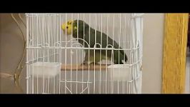 طوطی آمازون کله زرد Yellow Headed Amazon سخنگو