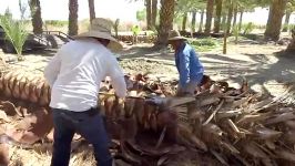 Medjool Date Palm Tree Harvesting