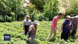 برداشت توت فرنگی در کردستان مشکلات باغداران