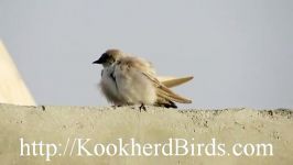 چلچله بیابانی Pale Crag Martin