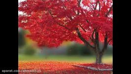 موسیقی قدیمی ای مه من نغمه بیات اصفهان نی نوازی 