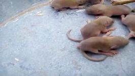 بچه موش های تازه متولد شده
