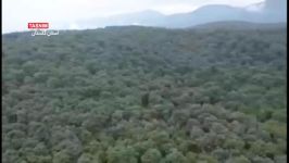 نجات جنگل ۴۰ میلیون ساله ناهارخوران دستور رئیسی