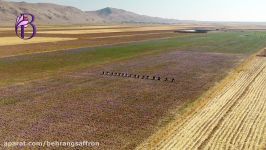 زعفران بهرنگ، behrang saffron