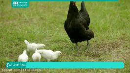 آموزش پرورش مرغ  پرورش مرغ محلی بومی غلات مناسب جوجه ها 