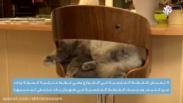 Persian cats the most noble cats