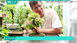 آموزش کاشت پرورش گل گیاهان آپارتمانی  فیلم پرورش گل گیاه  پرورش گیاهان