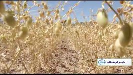 نور آباد لرستان بزرگترین تولیدکننده نخود در ایران