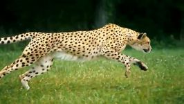 یوزپلنگ ایرانی Iranian Cheetah