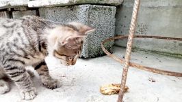 غذا خوردن بچه گربه کلیپ رحمان