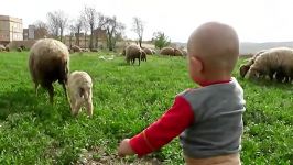گوسفند بره اش بره کوچولوی خودم رهایی بچه در طبیعت
