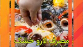 تغذیه ماهیان زینتی لارو خشک مگس سرباز