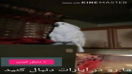 جرو بحث کاکاتو صاحبش موقع خواب