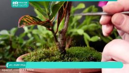 آموزش پرورش کاشت گل گیاه آپارتمانی  گیاهان زینتی اصلاح بونسای کاکتوس 