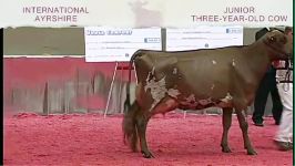 International Ayrshire Show 2014 3 Years old cow