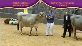 International Brown Swiss Show 2010 Dry cows