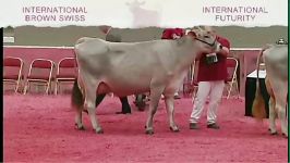 International Brown Swiss Show 2014