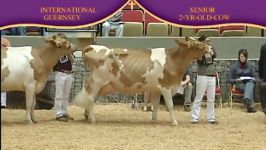 International Guernsey Show 2010 2 Years old cow