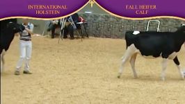 International Holstein Show 2010 Fall Heifer Calf