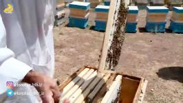 جهش تولید زنبوردار نمونه مددکار ترویج بخش کفراج نورآباد