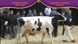 Holstein Senior Champion Female
